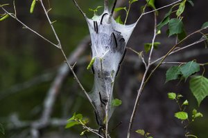 Miškininkai žvalgo miškus: medžių kenkėjų daugėja ir jie intensyviau puola medynus