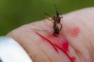 Vaistininkė pasakė, kuo gali baigtis uodo įkandimas: to net priešui nelinkėtų