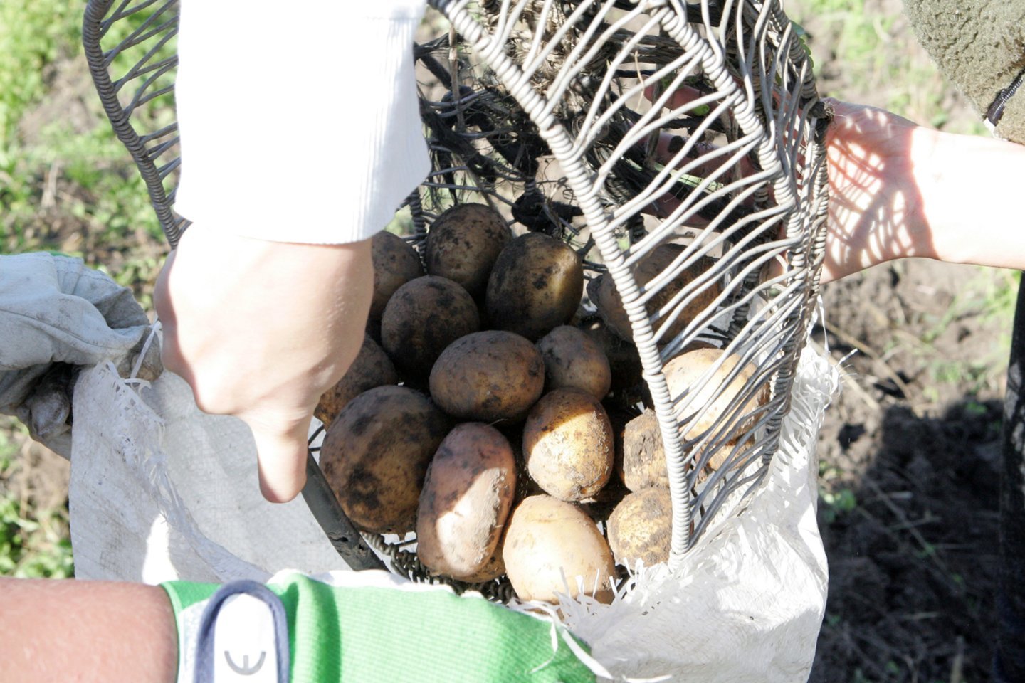Už pirmąsias bulves šiemet teks mokėti tik 10 procentų daugiau nei pernai.<br>P.Mantauto nuotr.