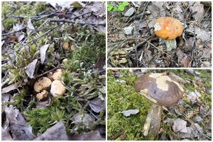 Miškuose jau pasirodė voveraitės ir baravykai: mikologas įspėja neskubėti jų rinkti