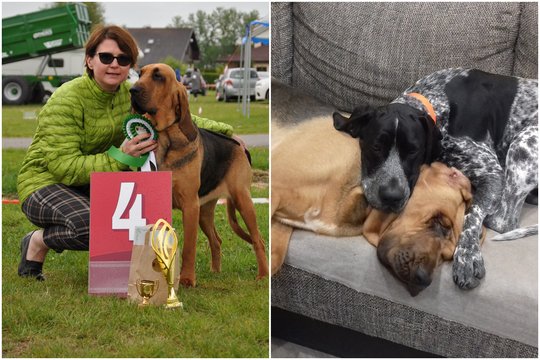 Lietuvoje itin retų veislių šunys skina aukščiausius apdovanojimus ne tik šalies, bet ir užsienio čempionatuose