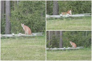 Pamatė ir negalėjo patikėti: į kiemą šalia Alytaus užklydo lūšis