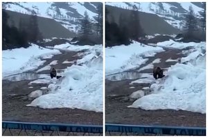 Nesuvokiamas žiaurumas: Rusijoje kalnakasiai susprogdino lokį