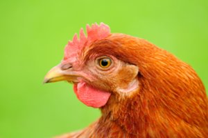 Nuo pjedestalo – į lėkštę: tikroji vištų istorija