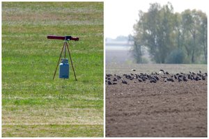 Varnas baidyti turintys šūviai ramybės neduoda ir gyventojams: žadina nuo pat 6 valandos ryto