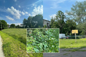 Vilnietė kasdien iš savo kiemo pareina su baime: išgyvena dėl kilusio pavojaus sveikatai