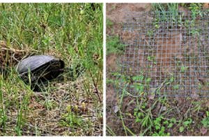 Baliniai vėžliai Dzūkijoje jau traukia link dėtaviečių