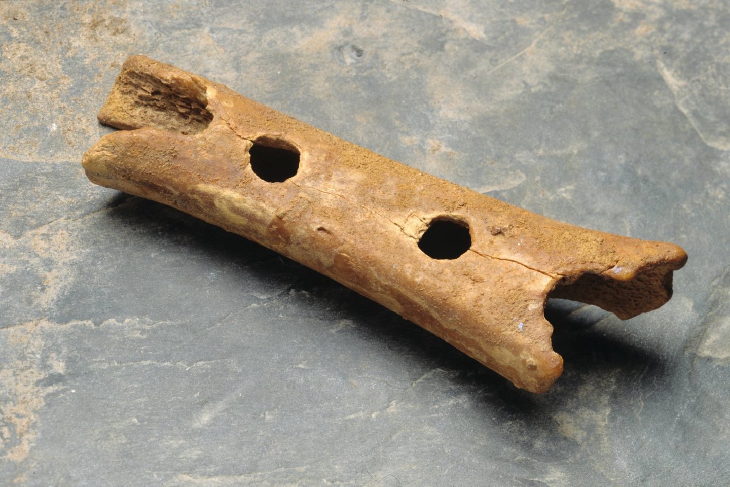  Seniausias pasaulyje žinomas muzikos instrumentas - 60 000 metų senumo neandertaliečio fleita.<br> Slovėnijos nacionalinio muziejaus nuotr.