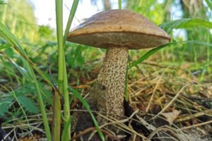 Grybavimas įsimins ilgam: vienu ypu pririnko 50 lepšiukų