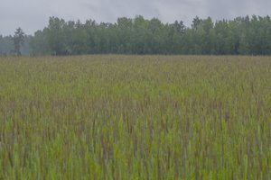 Pratęsiamas valstybinės žemės deklaravimo terminas