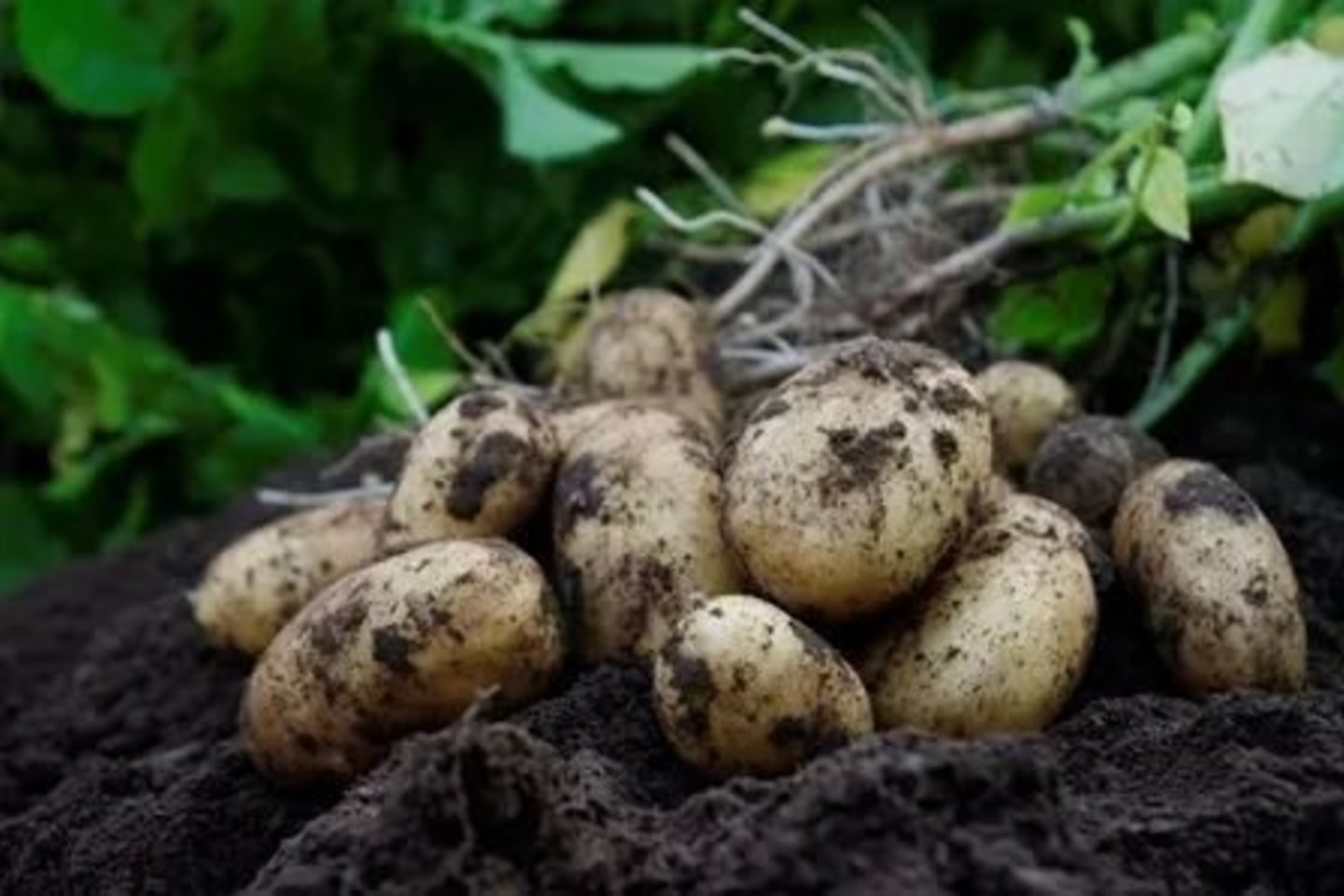 S. Dambrauskas džiaugėsi, kad šiųmečiai orai bulvių auginimui nebuvo labai prasti, tiesa, nors šalnos ir gąsdino, tačiau žalos nepridarė.<br>Asmeninio archyvo nuotr.