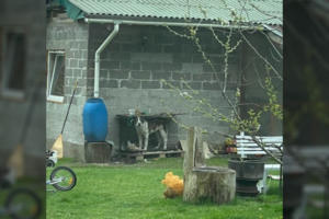 Išvydę mažame narve įkalintą šunį kreipėsi į tarnybas: įspėja ir kitus