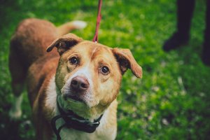 Iš Charkovo išgelbėtas Rodžeris, matęs ir girdėjęs karo siaubų, ieško mylinčios širdies bei namų Lietuvoje