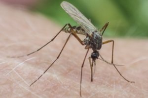 Vabzdžių įkandimai: kokiems simptomams pasireiškus reikia kreiptis į medikus?