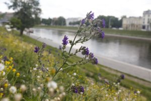 S. Gentvilas: Vilniaus taikoma pievų šienavimo praktika yra pavyzdinė