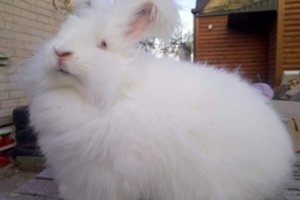 Kaune – 100 išskirtinių ilgaausių paroda, tarp kurių išvysite ir retų augintinių