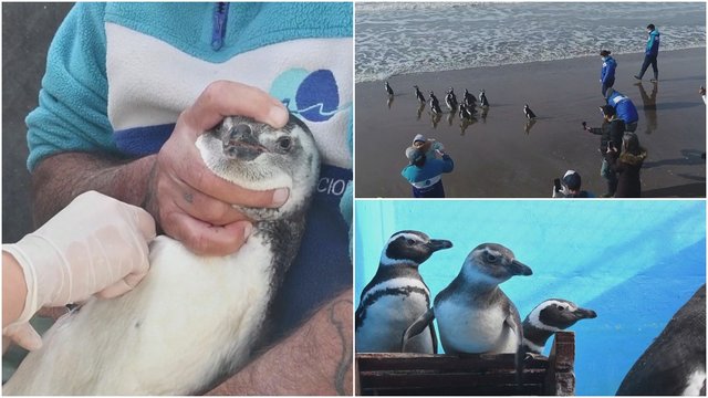 Dvylika pingvinų po reabilitacijos Argentinoje sveiki ir žvilgantys buvo grąžinti namo