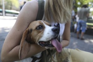 Lietuviai pasibaigus terminui puolė ženklinti ir registruoti augintinius: tokių skaičių per mėnesį dar nematė