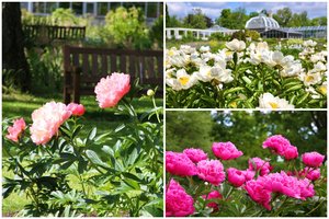 Prasidėjo įspūdingas bijūnų žydėjimas: ragina nepraleisti progos pasigrožėti