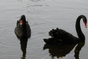 Salų dvare – neįprastas renginys: planuojama surengti juodųjų gulbių tuoktuves