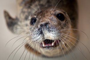 Į Baltijos vandenis bus paleisti pirmieji Jūrų muziejuje sustiprėję ruoniukai
