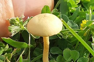 Kieme išdygęs grybas įkvėpė pasidomėti daugiau: kokius grybus pažįstam?