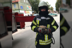 Į mirtinus spąstus pakliuvęs suaugęs katinas ir mažas kačiukas sulaukė pagalbos