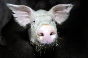 Kiaulių laikytojams kompensuos priemones, saugančias nuo užkrečiamųjų ligų