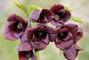 Ar pažįstame aziminas?