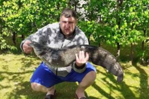 Dvigubas laimikis: galingo šamo pilve – ir praryta lydeka