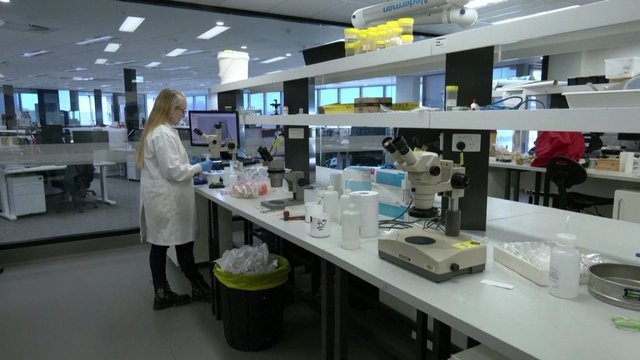 Pasižvalgykite biologijos laboratorijoje: mokslininkė kuria techniką nepažintiems koralams ištirti