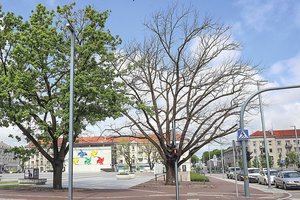 Šiauliai neteko istorinio simbolio: ištvėrė Antrojo pasaulio karo bombardavimą, bet ne aikštės remontą