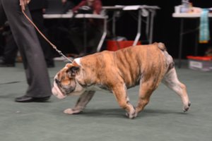 Po tyrimo apie buldogų sveikatą įspėja – pasmerkiate augintinį „gyvenimui kančiose“