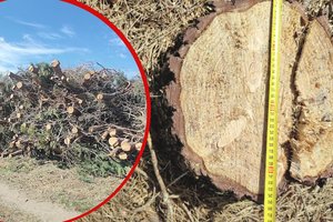 Klaipėdiečio šeimos sklype kažkas iškirto 217 medžių ir medieną pardavė: „O teismas iš mūsų tik pasityčiojo“