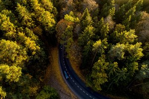 Vis labiau populiarėjančios miško maudynės: kas tai yra ir kaip tai atlikti tinkamai?