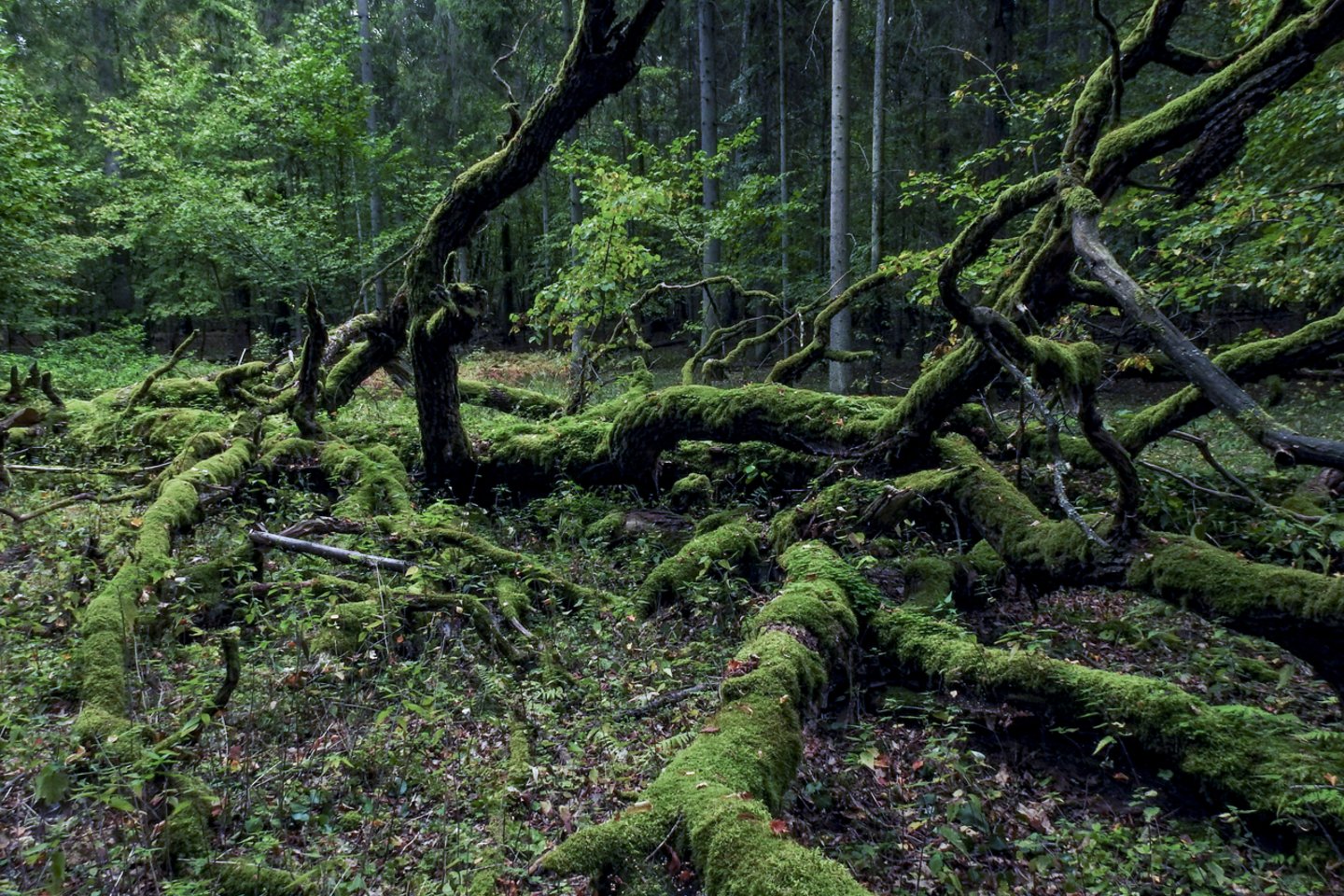 Atgauti pusiausvyrą, atsipalaiduoti ir pagerinti nuotaiką gali buvimas miške.<br>V.Ščiavinsko nuotr.