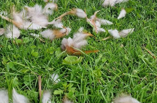 Iš ūkininkų lapės išsinešė net 36 vištas, dauguma jų – labai retų veislių