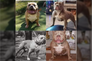 Už nukirptas ausis šunų veisėjai iš Lietuvos – daugiau negu pusės tūkstančio eurų bauda