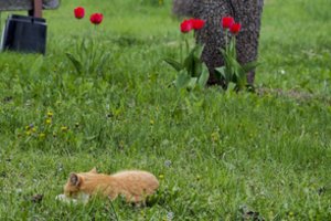 Kruvinos linksmybės: Pakruojo rajone vyras nušovė katiną