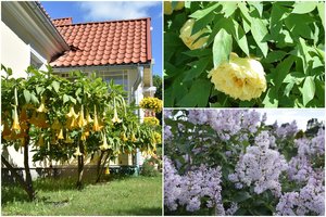 Vaizdai prie pat Lietuvos sienos nepaliks abejingų – nuostabiuose latvių gėlynuose karaliauja bijūnai ir alyvos