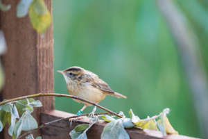 Lietuvoje vykdomai meldinių nendrinukių apsaugai – tarptautinis įvertinimas ir Deivido Attenborough dėmesys