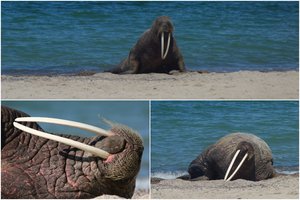 Lenkijos paplūdimyje – jūrų vėplys iš Arkties: sako, kad tai pirmas atvejis Baltijos pakrantėje