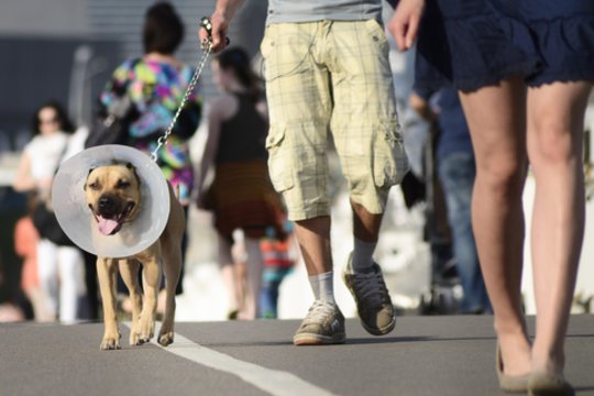 Įspėja dėl karščio poveikio augintiniams: 5 simptomai atskleidžia, kad gyvūnas perkaitęs ir gali mirti