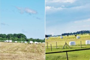 Ūkininkams – didelė bėda: krankliai užkapoja ėriukus, šieno ritinius niokoja kovarniai