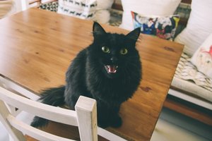 Šeimininkai atsikratė 18-mečiu katinu, tačiau „tikrai linksmų keistenybių“ turintis gyvūnas netrukus rado naujus namus