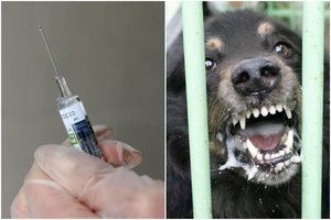 Adatos bijo labiau nei pasiutligės: tėvai atsisakė paskiepyti šuns apkandžiotą vaiką