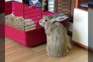 Prie vilkaviškiečių namo atstraksėjęs mažas laukinis kiškutis tapo naminiu augintiniu: ieško jam gerų namų