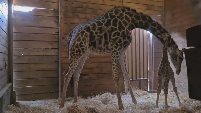 Pamatykite: užfiksuotas žirafos jauniklio gimimas ir užsimezgęs artimas ryšys su motina