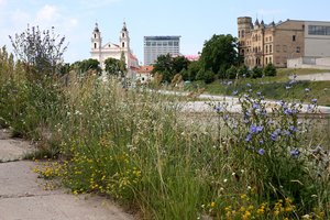Apie šį pavojų žino nedaugelis: erkiniu encefalitu užsikrėsti galima ne tik įsisiurbus erkei