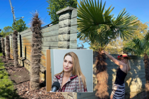 Už 5 tūkst. eurų pasodintų ir neišgyvenusių D. Bosas palmių byloje – atomazga: privalės atlyginti žalą